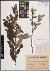 Foto von Salix cinerea L.